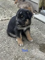 Bruno, a male Australian Shepherd and German Shepherd Dog for sale in Morley, MI – 3 of 4
