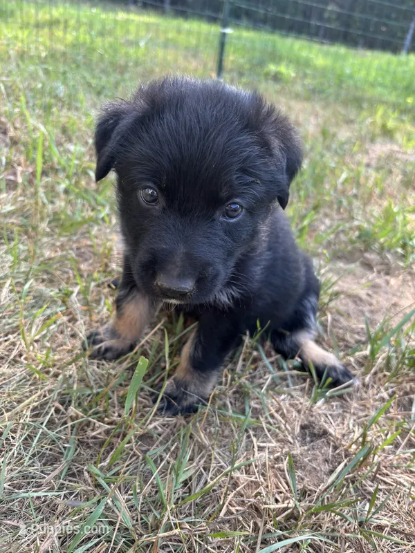 Jade – Australian Shepherd, German Shepherd Dog puppy for sale in Morley, MI