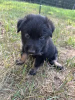 Jade, a female Australian Shepherd and German Shepherd Dog for sale in Morley, MI – 1 of 3