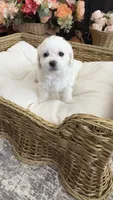 Cookie, a female Maltipoo for sale in Murrieta, CA – 3 of 3