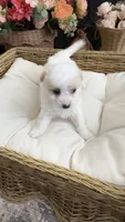 Maya, a female Maltipoo for sale in Murrieta, CA – 3 of 3