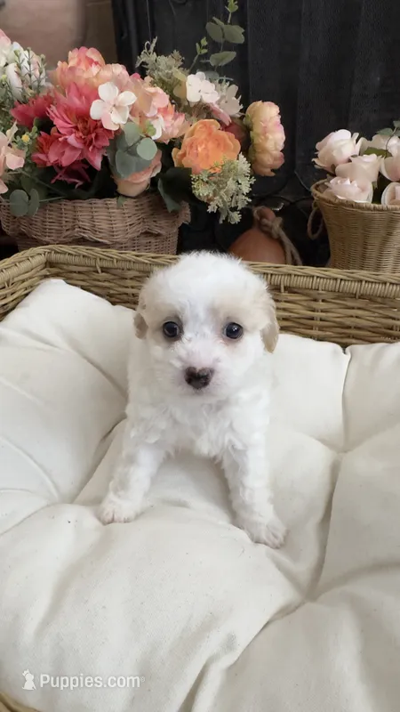 Maya – Maltipoo puppy for sale in Murrieta, CA