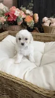 Sparkle , a female Maltipoo for sale in Murrieta, CA – 2 of 3