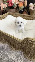 Cookie, a female Maltipoo for sale in Murrieta, CA – 2 of 3