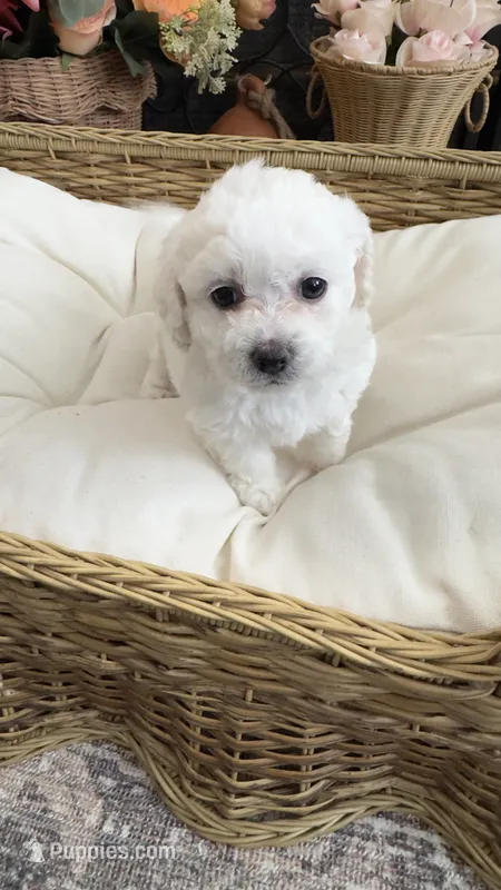 Cookie – Maltipoo puppy for sale in Murrieta, CA