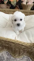 Cookie, a female Maltipoo for sale in Murrieta, CA – 1 of 3