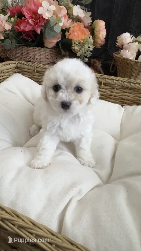 Sparkle  – Maltipoo puppy for sale in Murrieta, CA