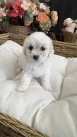Sparkle , a female Maltipoo for sale in Murrieta, CA – 1 of 3