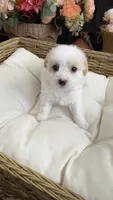 Maya, a female Maltipoo for sale in Murrieta, CA – 2 of 3