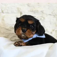 Will, a male Cavalier King Charles Spaniel for sale in Heber City, UT – Photo 1 of 2