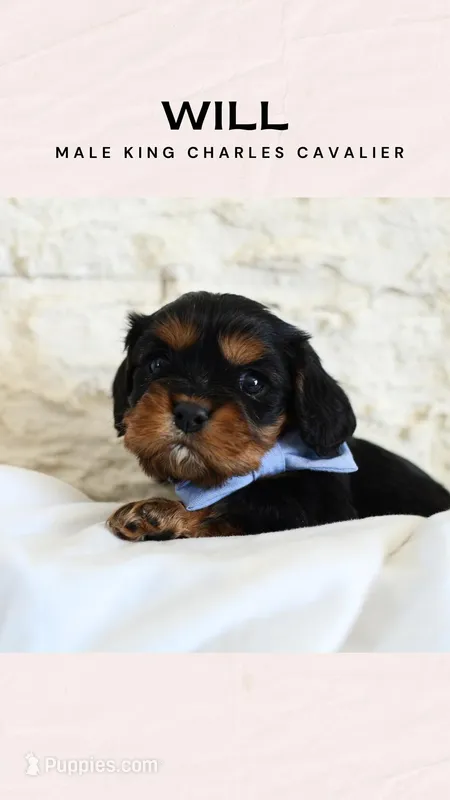 Will, a male Cavalier King Charles Spaniel for sale in Heber City, UT – Photo 1 of 8