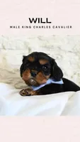 Will, a male Cavalier King Charles Spaniel for sale in Heber City, UT – Photo 1 of 8