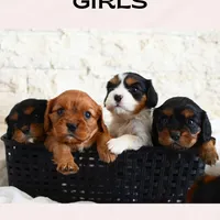 Maranda, a female Cavalier King Charles Spaniel for sale in Heber City, UT – Photo 2 of 2