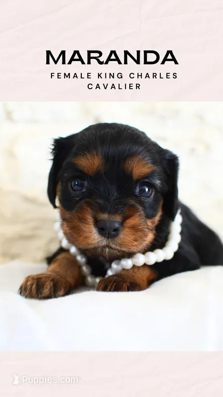 Maranda – Cavalier King Charles Spaniel puppy for sale in Heber City, UT