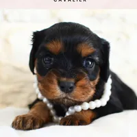 Maranda, a female Cavalier King Charles Spaniel for sale in Heber City, UT – Photo 1 of 2