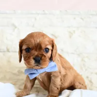 Jack, a male Cavalier King Charles Spaniel for sale in Heber City, UT – Photo 1 of 2