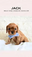Jack, a male Cavalier King Charles Spaniel for sale in Heber City, UT – Photo 1 of 2