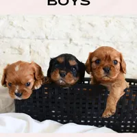 Jack, a male Cavalier King Charles Spaniel for sale in Heber City, UT – Photo 2 of 2