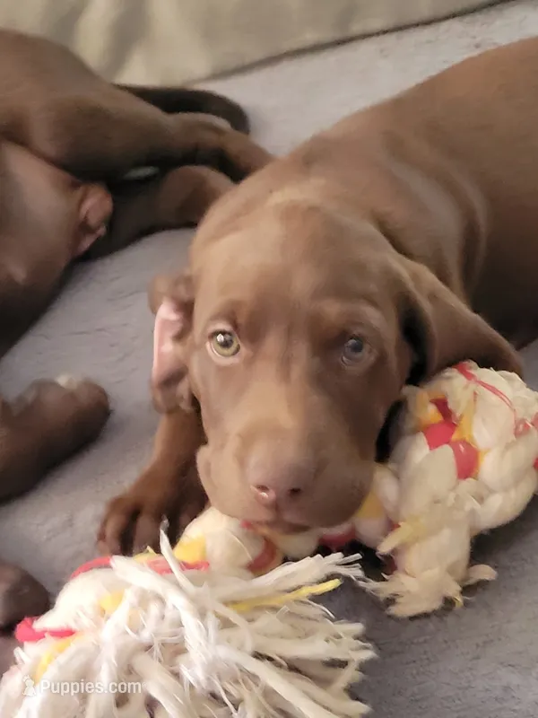 Maple – German Shorthaired Pointer, Labrador Retriever puppy for sale in Prattville, AL
