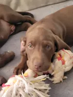 Maple, a female German Shorthaired Pointer and Labrador Retriever for sale in Prattville, AL – 1 of 5