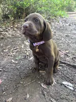 Maple, a female German Shorthaired Pointer and Labrador Retriever for sale in Prattville, AL – 3 of 5