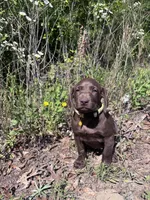 Maple, a female German Shorthaired Pointer and Labrador Retriever for sale in Prattville, AL – 5 of 5