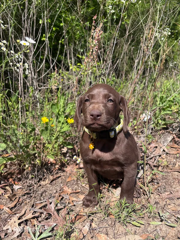 John Doe – German Shorthaired Pointer, Labrador Retriever puppy for sale in Prattville, AL