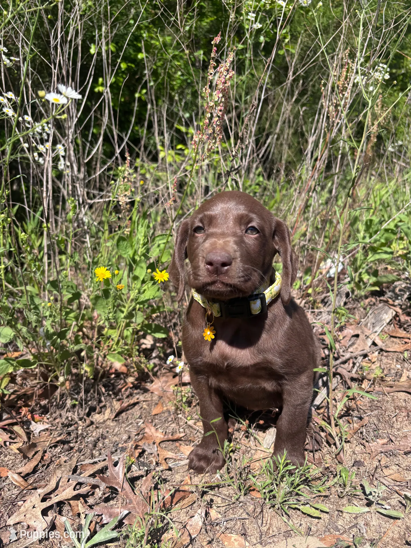 John Doe, a female German Shorthaired Pointer and Labrador Retriever for sale in Prattville, AL – 1 of 2