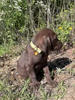 Maple, a female German Shorthaired Pointer and Labrador Retriever for sale in Prattville, AL – 4 of 5