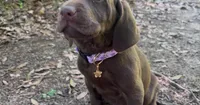 Maple, a female German Shorthaired Pointer and Labrador Retriever for sale in Prattville, AL – 2 of 5