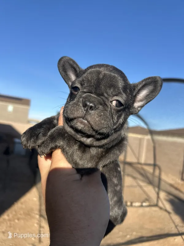 CHOCO – French Bulldog puppy for sale in Tucson, AZ