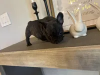 CHOCO, a female French Bulldog for sale in Tucson, AZ – Photo 2 of 3