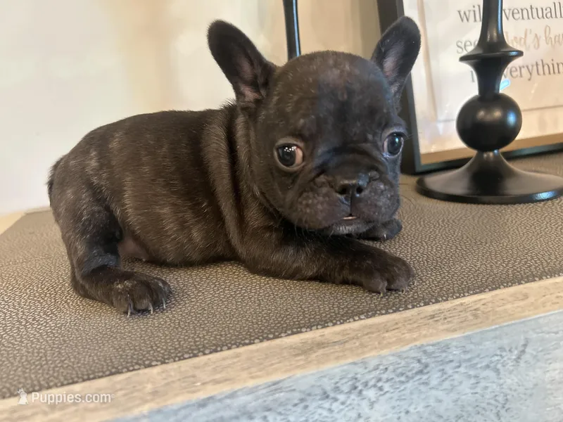 CHOCO – French Bulldog puppy for sale in Tucson, AZ