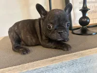 CHOCO, a female French Bulldog for sale in Tucson, AZ – Photo 1 of 3