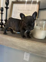 CHOCO, a female French Bulldog for sale in Tucson, AZ – Photo 3 of 3