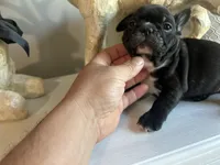 Biggy , a male French Bulldog for sale in Tucson, AZ – Photo 2 of 3