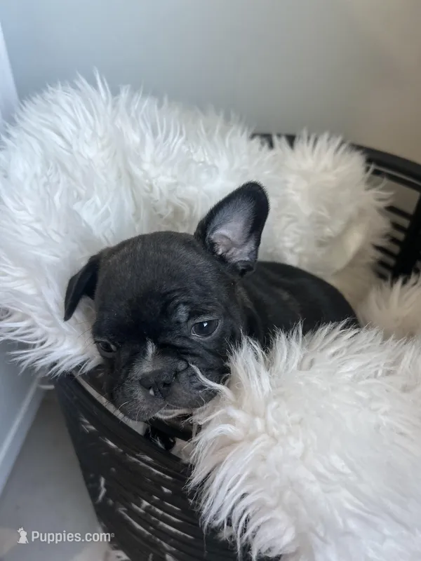 Biggy  – French Bulldog puppy for sale in Tucson, AZ