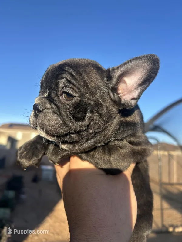 Biggy  – French Bulldog puppy for sale in Tucson, AZ