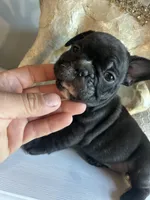 Biggy , a male French Bulldog for sale in Tucson, AZ – Photo 3 of 3