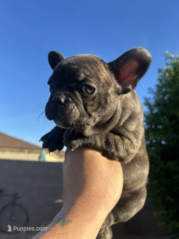 Max – French Bulldog puppy for sale in Tucson, AZ