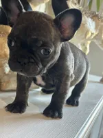 Max, a male French Bulldog for sale in Tucson, AZ – Photo 3 of 3