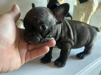 Max, a male French Bulldog for sale in Tucson, AZ – Photo 1 of 3