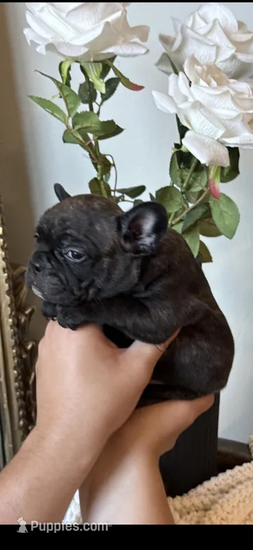 Lola – French Bulldog puppy for sale in Tucson, AZ