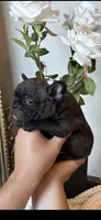 Lola, a female French Bulldog for sale in Tucson, AZ – Photo 1 of 3