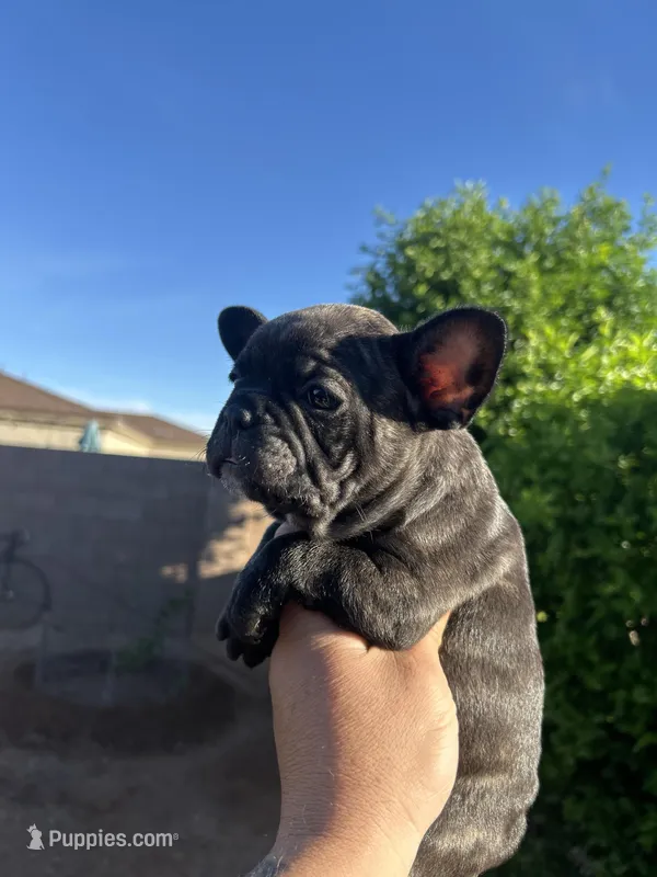 Lola – French Bulldog puppy for sale in Tucson, AZ