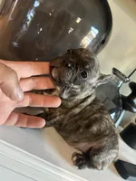 Diesel , a male French Bulldog for sale in Tucson, AZ – Photo 3 of 3