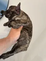 Diesel , a male French Bulldog for sale in Tucson, AZ – 6 of 8