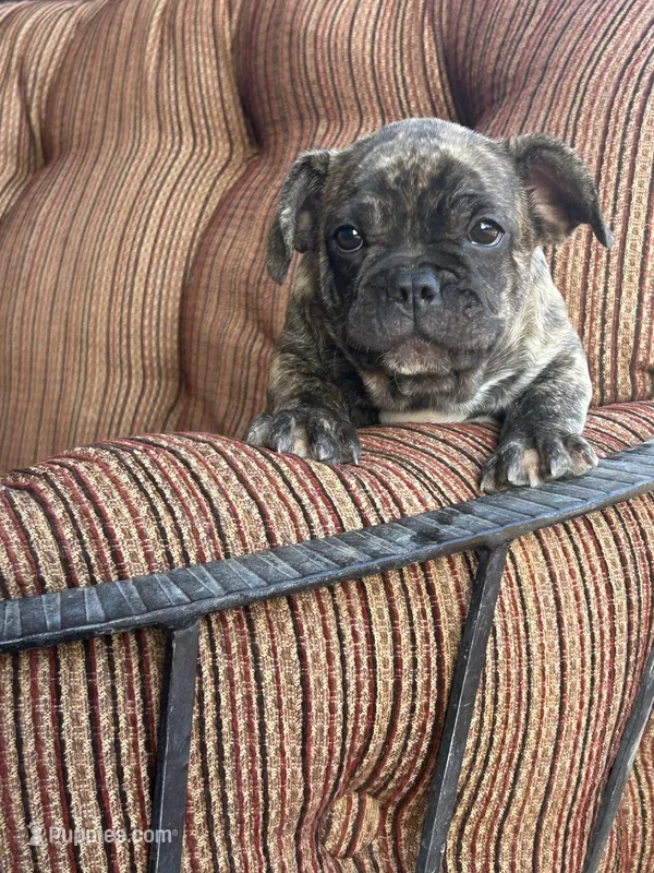Diesel  – French Bulldog puppy for sale in Tucson, AZ