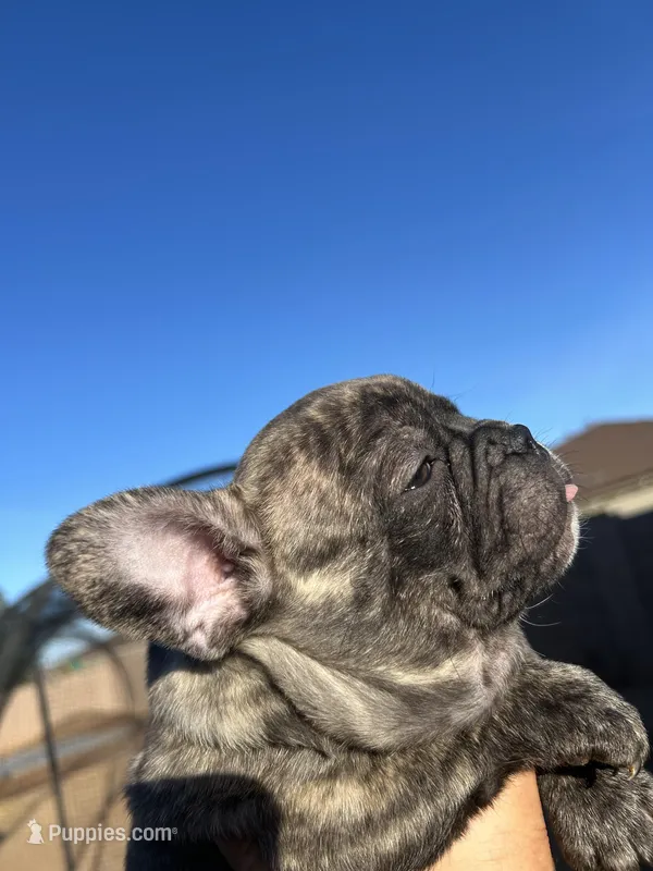 Diesel  – French Bulldog puppy for sale in Tucson, AZ