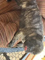 Diesel , a male French Bulldog for sale in Tucson, AZ – 4 of 8